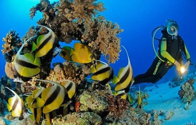 Image 2 of Marena Hurghada